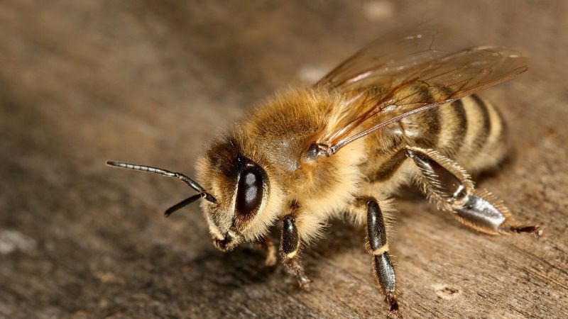 Пчелы породы Карника (линия Тройзек 1075)