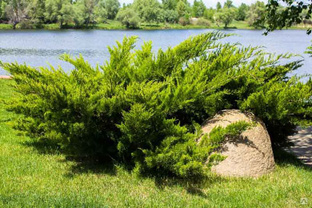 Можжевельник казацкий (Juniperus sabina) 3,5 л 40-50см #1