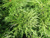 Можжевельник казацкий (Juniperus sabina) 3,5 л 40-50см #2