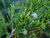 Можжевельник казацкий (Juniperus sabina) 3,5 л 40-50см #3