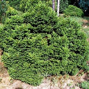 Ель обыкновенная Максвелли (Picea abies Maxwellii) 10л 40см 