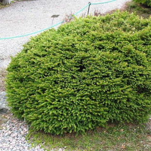 Ель обыкновенная Пигмея (Picea abies Pygmaea) 5-7 л 20-25 см #1