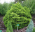 Ель обыкновенная Пигмея (Picea abies Pygmaea) 5-7 л 20-25 см #2