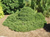 Ель обыкновенная Пигмея (Picea abies Pygmaea) 5-7 л 20-25 см #3