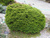 Ель обыкновенная Пигмея (Picea abies Pygmaea) 5-7 л 20-25 см #4