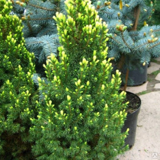 Ель канадская Рейнбоуз Энд ( Picea glauca Rainbow's End ) 5л 40-60 см #1