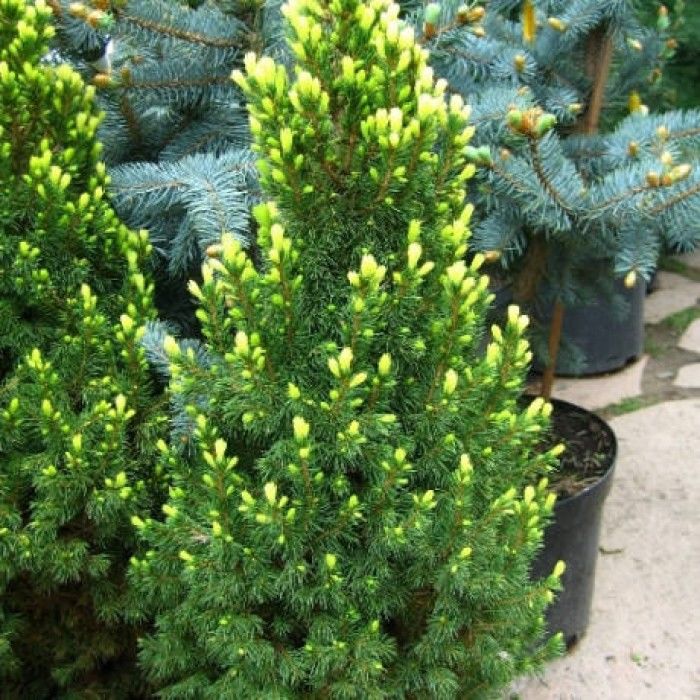 Ель канадская Рейнбоуз Энд ( Picea glauca Rainbow's End ) 5л 40-60 см