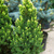 Ель канадская Рейнбоуз Энд ( Picea glauca Rainbow's End ) 5л 40-60 см #1