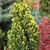 Ель канадская Рейнбоуз Энд ( Picea glauca Rainbow's End ) 5л 40-60 см #3