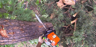 Спиливание дерева с полным завешиванием d ствола до 20 см #1