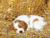 Солома ржаная в мешках для подстилки для собак #2