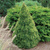 Ель канадская Рейнбоуз Энд ( Picea glauca Rainbow's End ) 5л 40-60 см #2