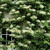 Гортензия черешковая вьющаяся (Hydrangea anomala Petiolaris) 6л 60-80 см #3