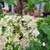 Гортензия черешковая вьющаяся (Hydrangea anomala Petiolaris) 6л 60-80 см #4