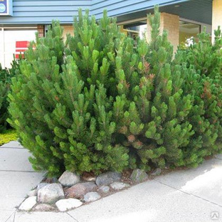 Сосна горная Мугус ( Pinus mugo mugus ) 50л 80-100 см #1