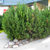 Сосна горная Мугус ( Pinus mugo mugus ) 50л 80-100 см #1