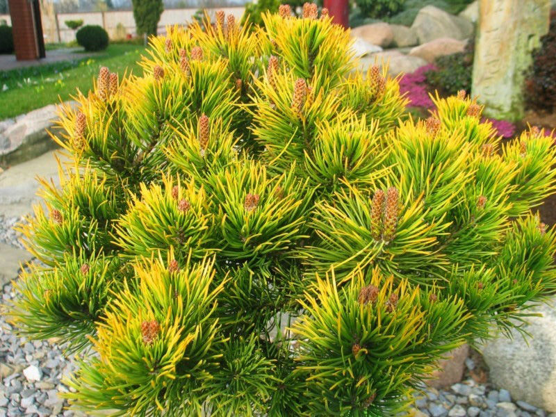 Сосна горная Винтер Голд (Pinus mugo Winter Gold) 15л 40-50 см