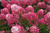 Гортензия метельчатая Даймонд Руж (Hydrangea Diamant Rouge) 10 л контейнер #4