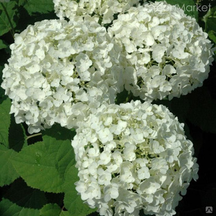 Гортензия Кандибель Фото Гортензия Кандибель Фото