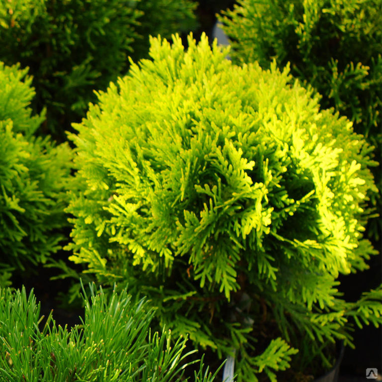Туя западная Мириам ( Thuja occidentalis Mirjam ) 20 л,диаметр 50 см ...