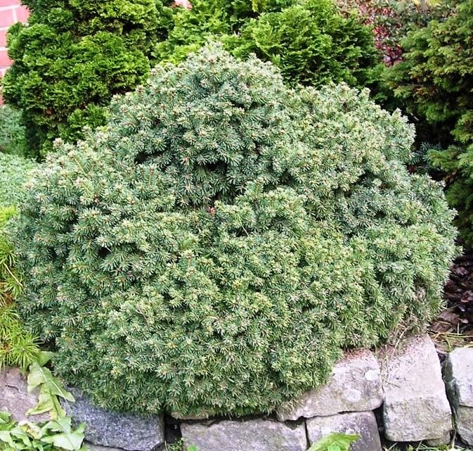 Ель сизая Эхиниформис (Picea glauca Echiniformis) 40 л 40-60 см