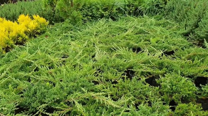 Можжевельник гор.Принц оф Уэльс(Juniperus hor. Prins of Wales ) 7л 40 см