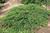 Можжевельник обыкновенный Грин Карпет (Juniperus Green Carpet) 25л 80-100см #2