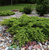 Можжевельник обыкновенный Грин Карпет (Juniperus Green Carpet) 25л 80-100см #3