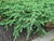 Можжевельник обыкновенный Грин Карпет (Juniperus Green Carpet) 25л 80-100см #4