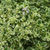 Душица обыкновенная Панта (Origanum vulgare Panta) 1 л #2