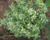 Душица обыкновенная Панта (Origanum vulgare Panta) 1 л #3