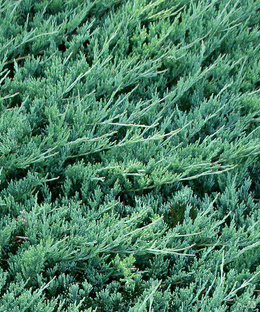 Можжевельник горизонтальный Джейд Ривер (Juniperus Jade River) 5л 40-50 #1