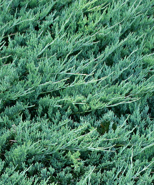 Можжевельник горизонтальный Джейд Ривер (Juniperus Jade River) 5л 40-50