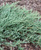 Можжевельник горизонтальный Джейд Ривер (Juniperus Jade River) 5л 40-50 #2