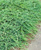 Можжевельник горизонтальный Джейд Ривер (Juniperus Jade River) 5л 40-50 #3