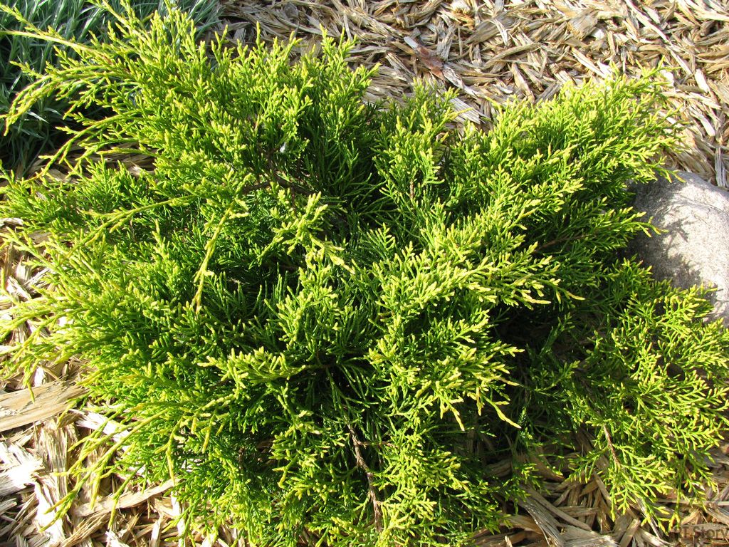Можжевельник средний Мордиган Голд (Juniperus Mordigan Gold) 5л 20-40