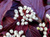 Дерен белый Сибериан Перл (Cornus alba Siberian Pearls) 30-40 л контейнеры 90 - 120 см #1