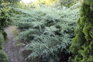 Можжевельник Пфитцериана Глаука (Juniperus pfitzeriana Glauca) 20л 70-90см #1