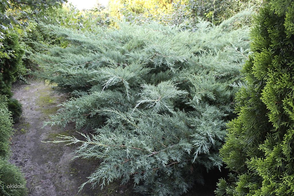 Можжевельник Пфитцериана Глаука (Juniperus pfitzeriana Glauca) 20л 70-90см