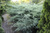 Можжевельник Пфитцериана Глаука (Juniperus pfitzeriana Glauca) 20л 70-90см #1