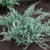 Можжевельник Пфитцериана Глаука (Juniperus pfitzeriana Glauca) 20л 70-90см #2