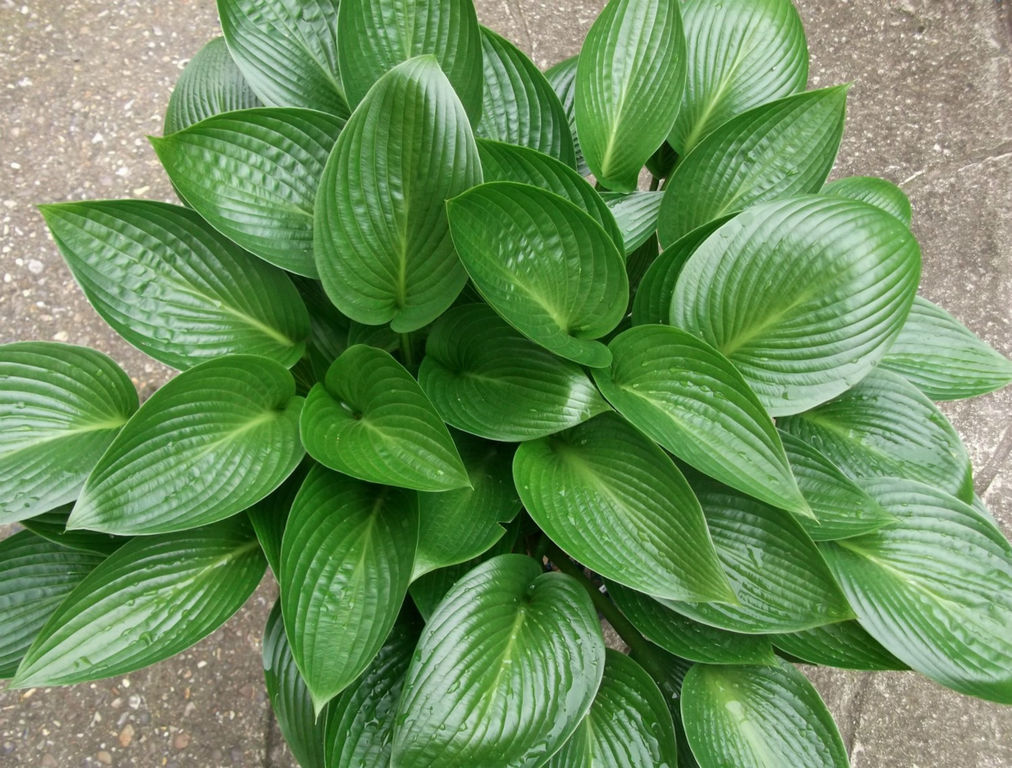 Hosta haven 2024 devon rex