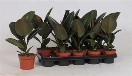 Фикус каучуконосный Робуста Ficus elastica Robusta 30х12 см
