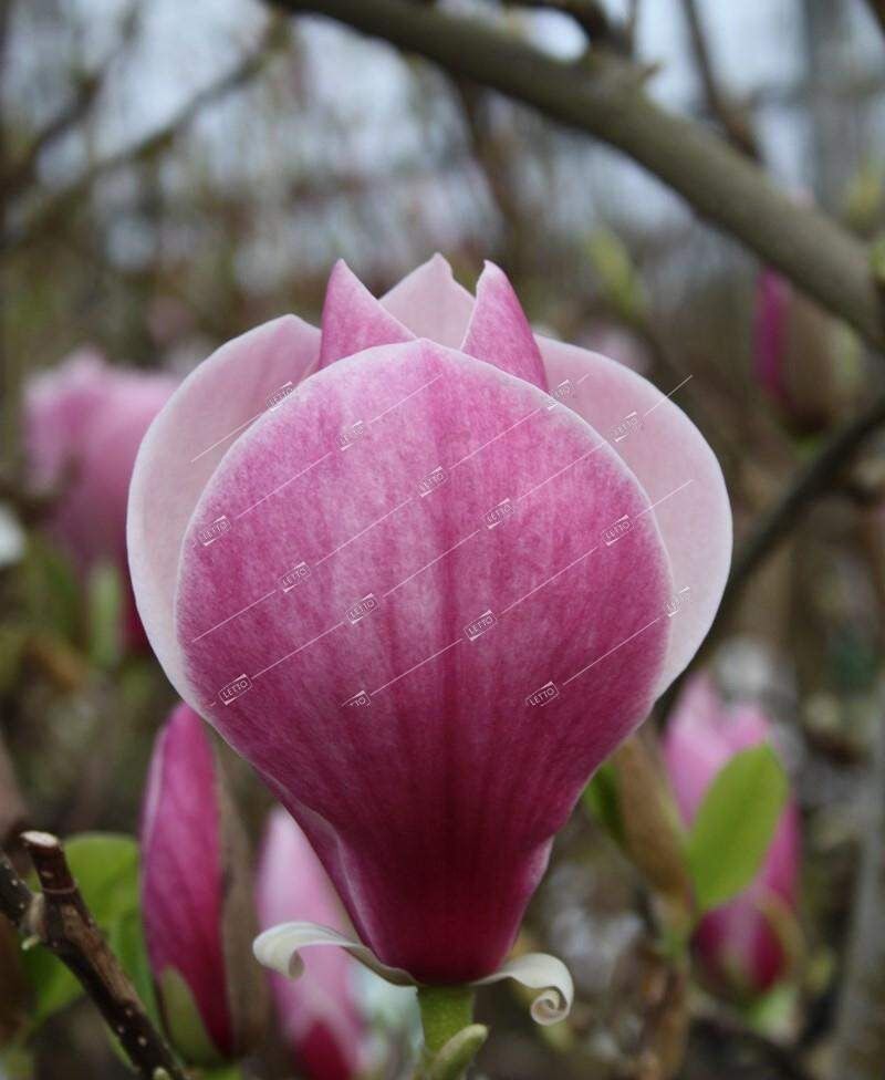 Магнолия Суланджа микс 55 лт 160/180 Magnolia Soulangeana mix varietes (И)