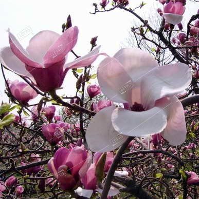 Магнолия Суланджа Rustica Rubra 55 лт 160/180 Magnolia Soulangeana Rustica Rubra (И)